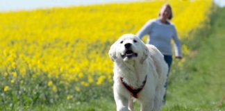 Hundehaufen auf Feldern - von der Tretmine zum Sprengstoff