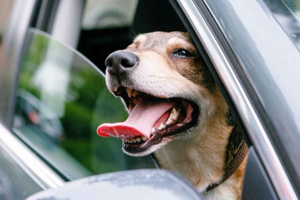 Lebendige Ladung - Wie Tiere sicher im Auto mitfahren