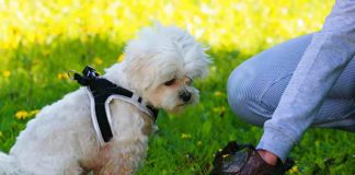 Hundehaufen gehören in die Tüte - Aber was tun bei Durchfall-Panne?