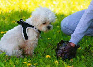 Hundehaufen gehören in die Tüte - Aber was tun bei Durchfall-Panne?