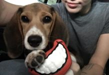 Miley Cyrus adoptiert Laborbeagle aus Tierversuchslabor