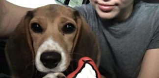 Miley Cyrus adoptiert Laborbeagle aus Tierversuchslabor