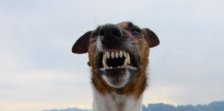 Aggressive Hunde nicht fernhalten