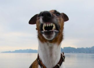 Aggressive Hunde nicht fernhalten