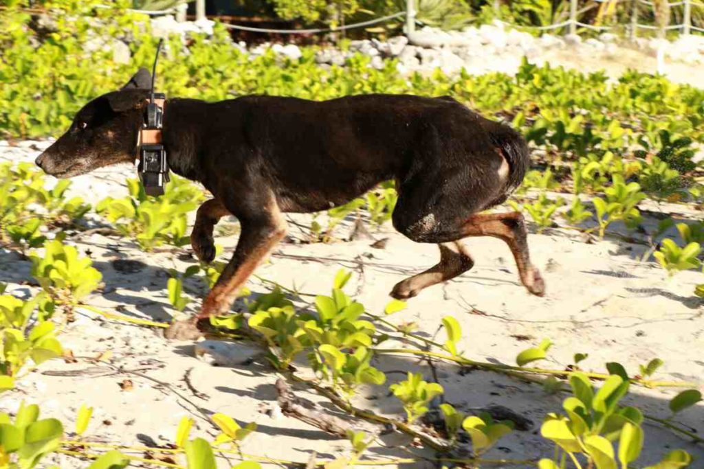 Australien: Der Einsatz Dingo gegen Ziege wird gestoppt!