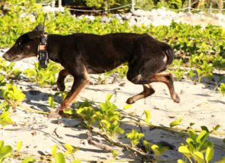 Australien: Der Einsatz Dingo gegen Ziege wird gestoppt!