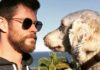 Chris Hemsworth im Anstarr-Wettbewerb gegen seinen Hund