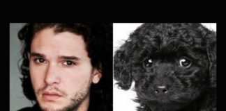 YouAreDogNow: Finde deinen Hunde-Doppelgänger!