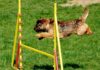 Hundesportvereine bieten Agility