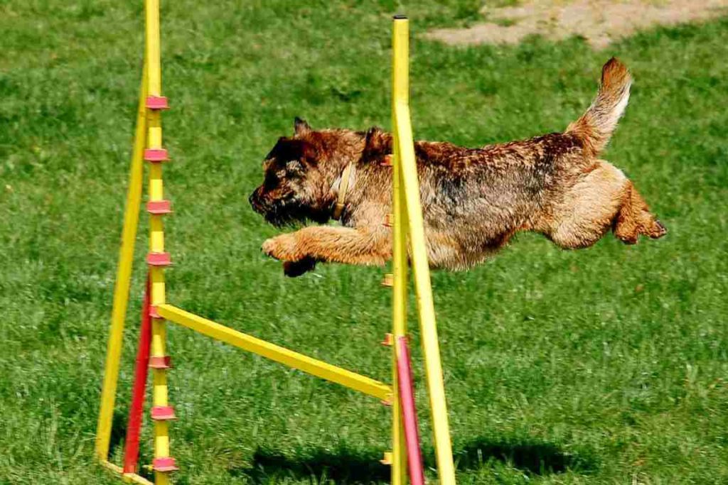 Hundesportvereine bieten Agility