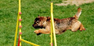 Hundesportvereine bieten Agility