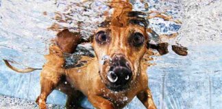 #hundimfreibad ein Vergnügen für Hund und Kommune