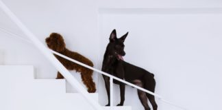 Hundehütte war gestern: Designer Joe Chikamori baut Hundetreppe