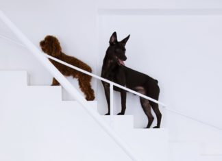 Hundehütte war gestern: Designer Joe Chikamori baut Hundetreppe