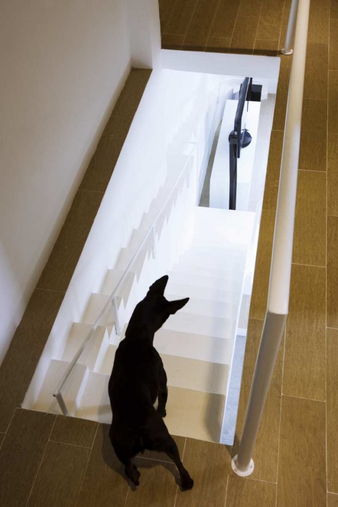 Kein Treppenwitz: Junger Designer baut Hundetreppe