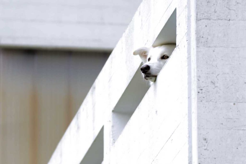 Paar lässt Hund auf Balkon und fährt in Urlaub