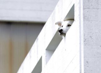 Paar lässt Hund auf Balkon und fährt in Urlaub