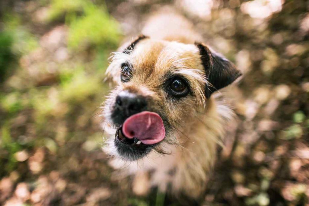 Trüffelhunde sind die besseren Trüffelschweine