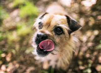 Trüffelhunde sind die besseren Trüffelschweine