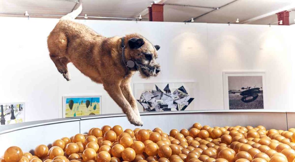 Die erste interaktive Kunstausstellung für Hunde