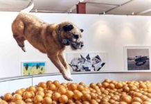 Die erste interaktive Kunstausstellung für Hunde