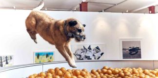 Die erste interaktive Kunstausstellung für Hunde