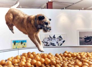 Die erste interaktive Kunstausstellung für Hunde