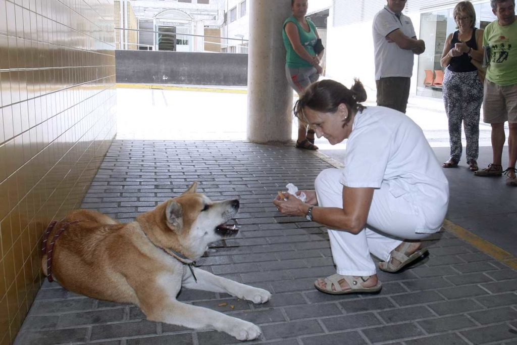 Akita Inu Maya wartet vor dem Krankenhaus auf Frauchen