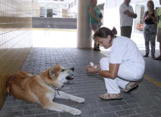 Akita Inu Maya wartet vor dem Krankenhaus auf Frauchen