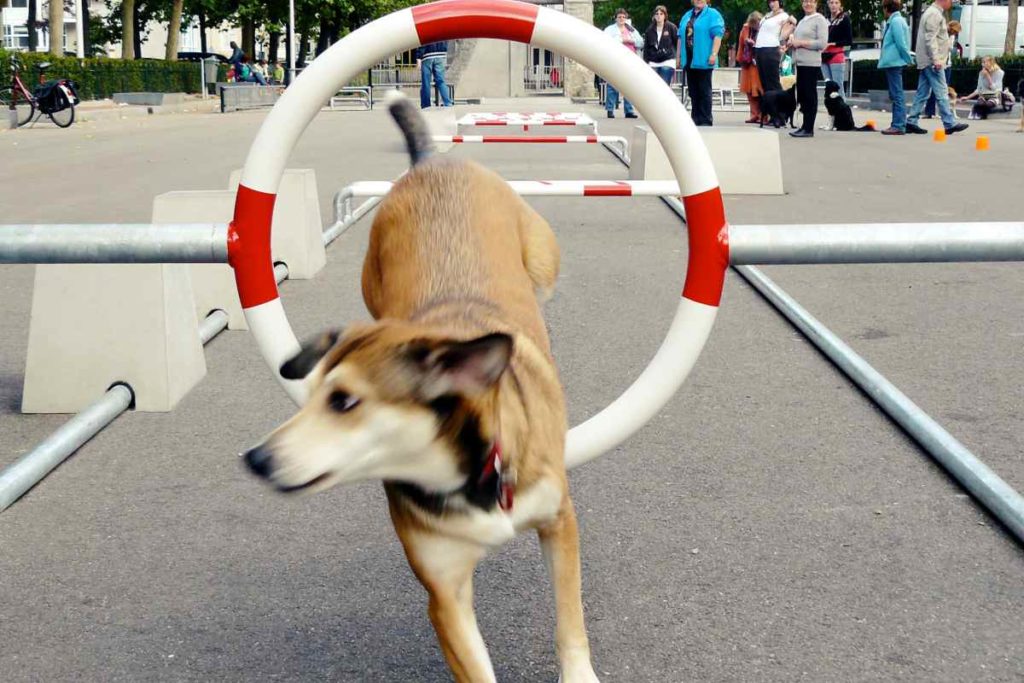 City Dog Adventures: Ein Abenteuerspielplatz für den urbanen Hund