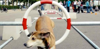 City Dog Adventures: Ein Abenteuerspielplatz für den urbanen Hund