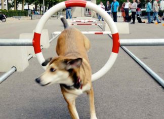 City Dog Adventures: Ein Abenteuerspielplatz für den urbanen Hund