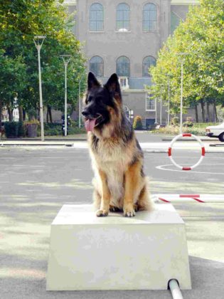 City Dog Adventures: Ein Abenteuerspielplatz für den urbanen Hund