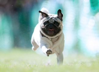 Internationales Hunderennen in Berlin