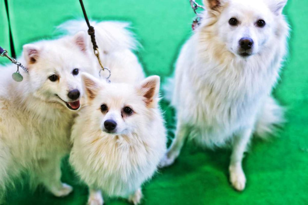 Hundstage im Januar - Erlebniswelt Heimtiere auf der Grünen Woche