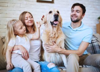 Familienhund braucht immer wieder Abstand von kleinen Kindern