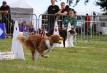 Flyball: Sport und Spiele für Hund und Halter