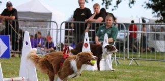 Flyball: Sport und Spiele für Hund und Halter