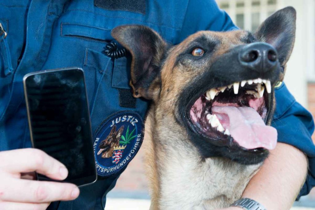 Handy-Spürhund "Bono" tritt seinen Dienst im Gefängnis an