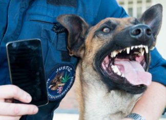 Handy-Spürhund "Bono" tritt seinen Dienst im Gefängnis an