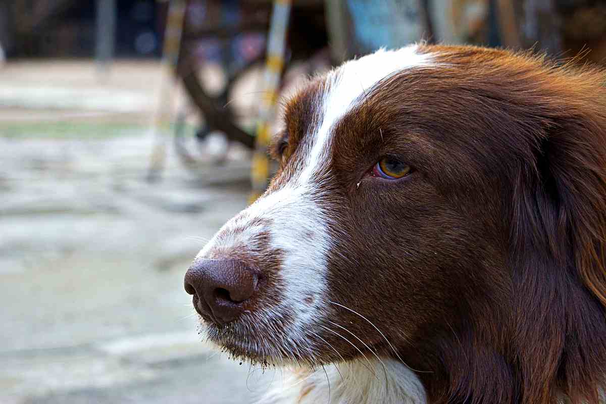 Hessen: Wie war das noch mit der Hundesteuer?