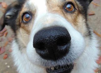 Hund mit Spürnase stöbert Diebesbeute auf