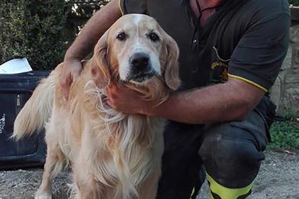 Hund zehn Tage nach Erdbeben in Amatrice lebend aus den Trümmern gerettet