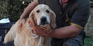 Hund zehn Tage nach Erdbeben in Amatrice lebend aus den Trümmern gerettet