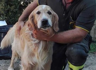 Hund zehn Tage nach Erdbeben in Amatrice lebend aus den Trümmern gerettet