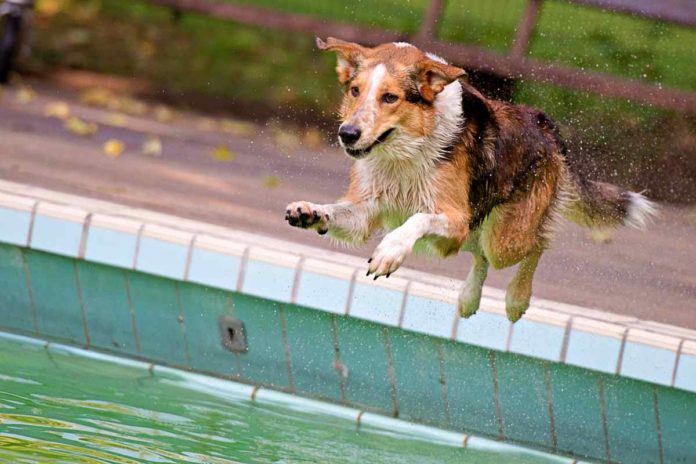 Hundeschwimmtag im Freibad Aschberg