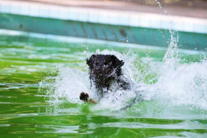 Hundeschwimmtag im Freibad Aschberg