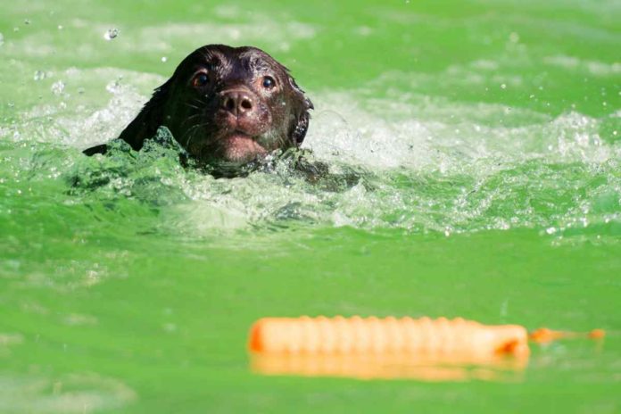 Hundeschwimmtag im Freibad Aschberg