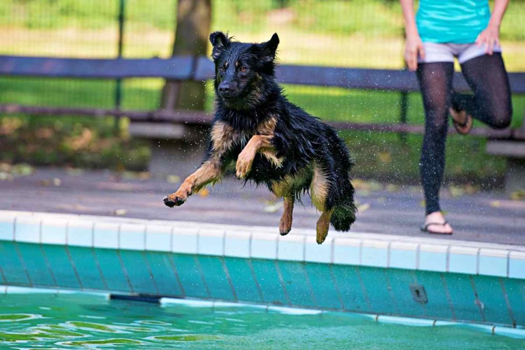 Hundeschwimmtag im Freibad Aschberg