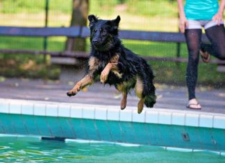 Hundeschwimmtag im Freibad Aschberg